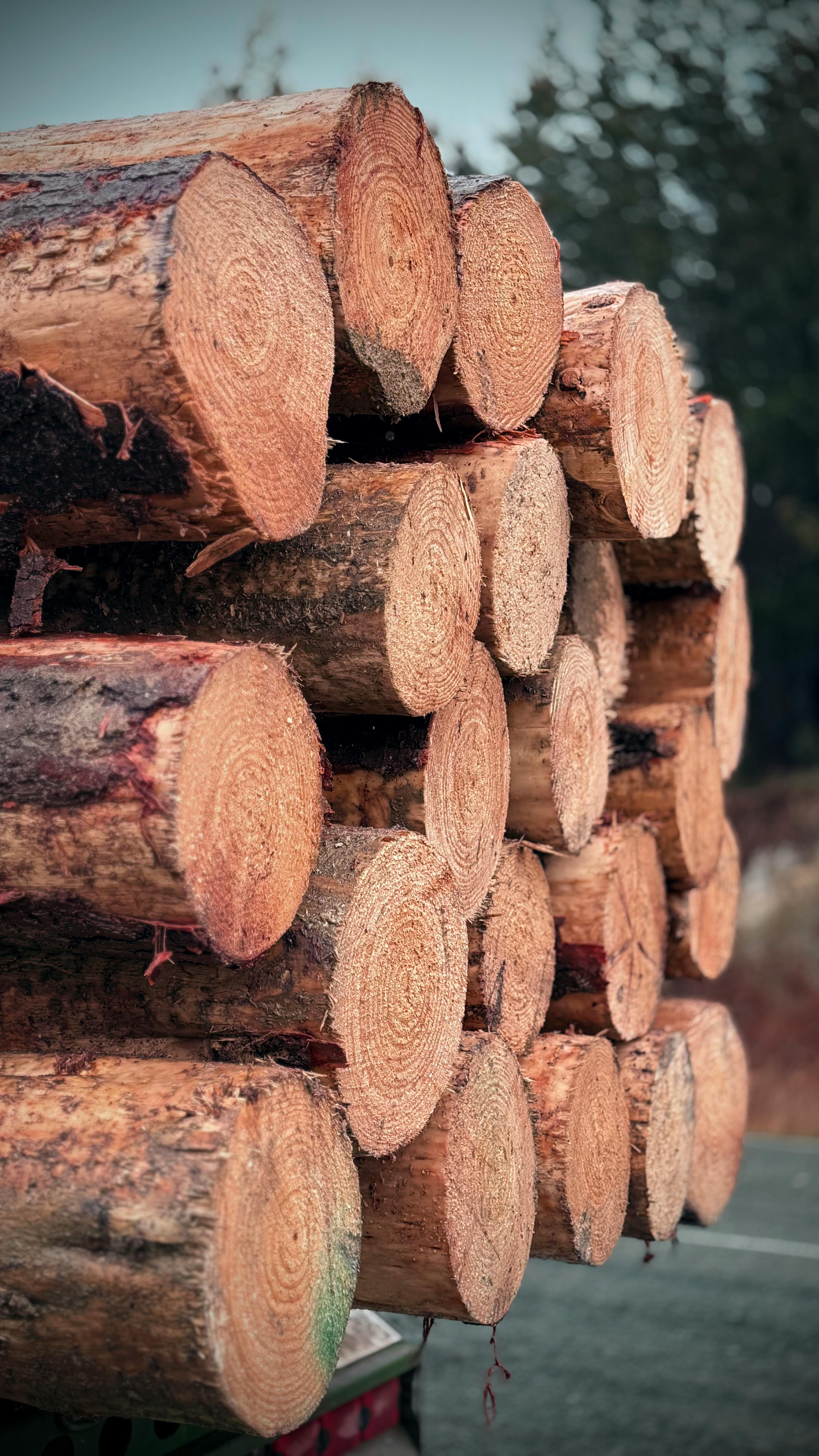Forestry-grade timber stand — Unisphere Timber